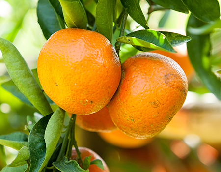 Sunshine Mandarins aka Tango Tangerines