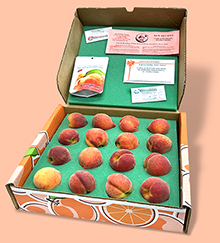 Florida Peaches Box-220.jpg (87 KB)