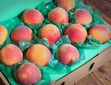 peach-220-crop.jpg (53 KB)